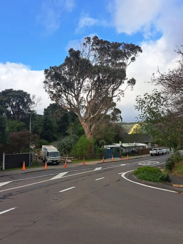 A well trimmed tree at the side of a road