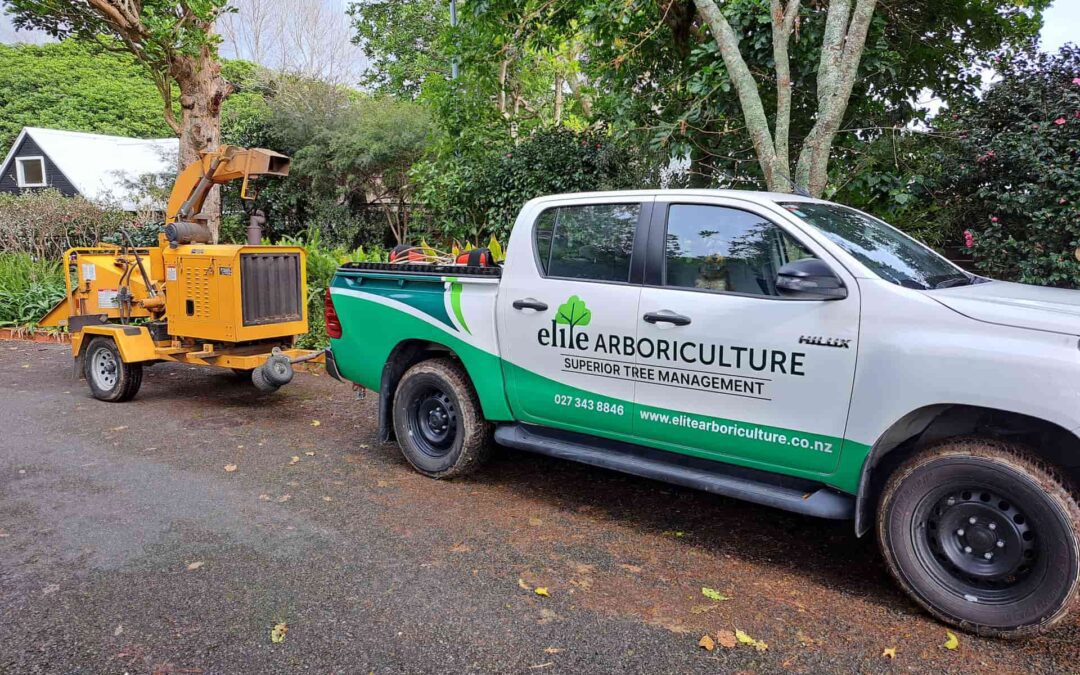 When Is It Time To Hire An Arborist in Kapiti?