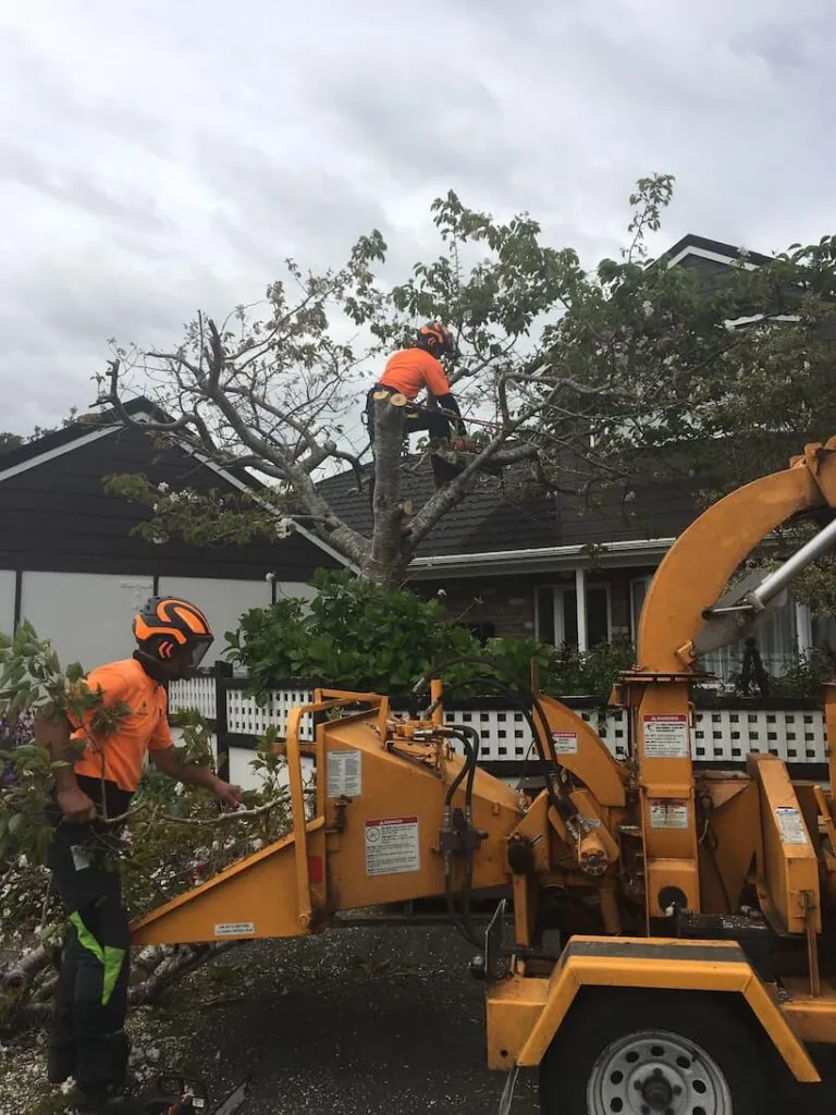 Two professional arborist with their orange uniform cutting a tree while the other is cleaning the mess