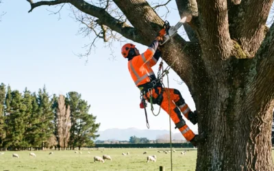 Tree Surgeon Levin: What Does a Tree Surgeon Do & When Do You Need One?
