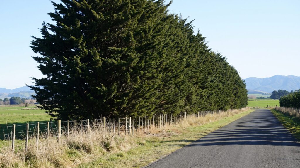 macrocarpa-shelterbelt-road-boundary-levin