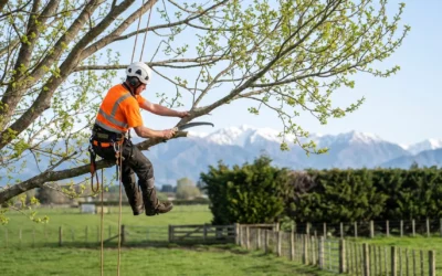 Spring Tree Pruning Tips: Your Local Arborist in Levin & Horowhenua